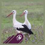 storcka elsass webradio
